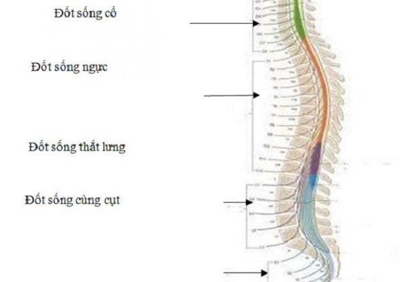 ba đoạn cong tự nhiên của cột sống